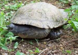 dahls-toad-headed-turtle