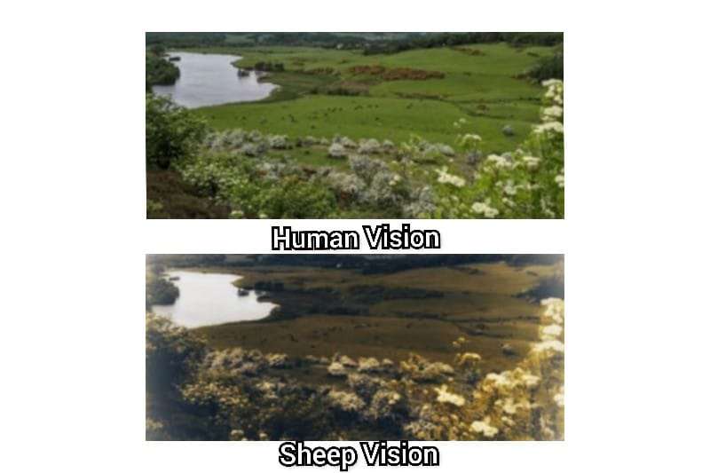 sheep-vision-vs-human-vision
