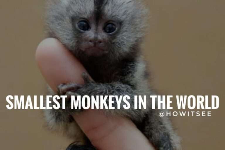 smallest monkeys in the world