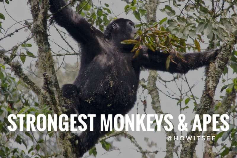 strongest monkeys and apes in the world