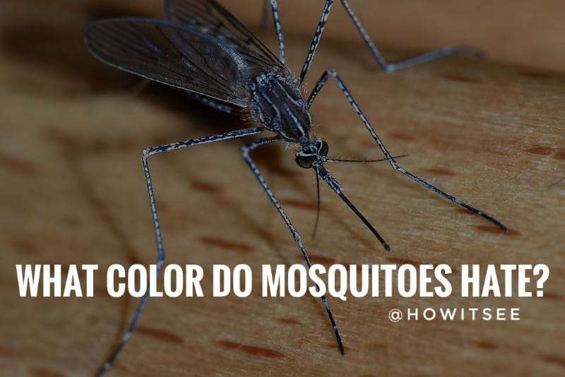 what color do mosquitoes hate