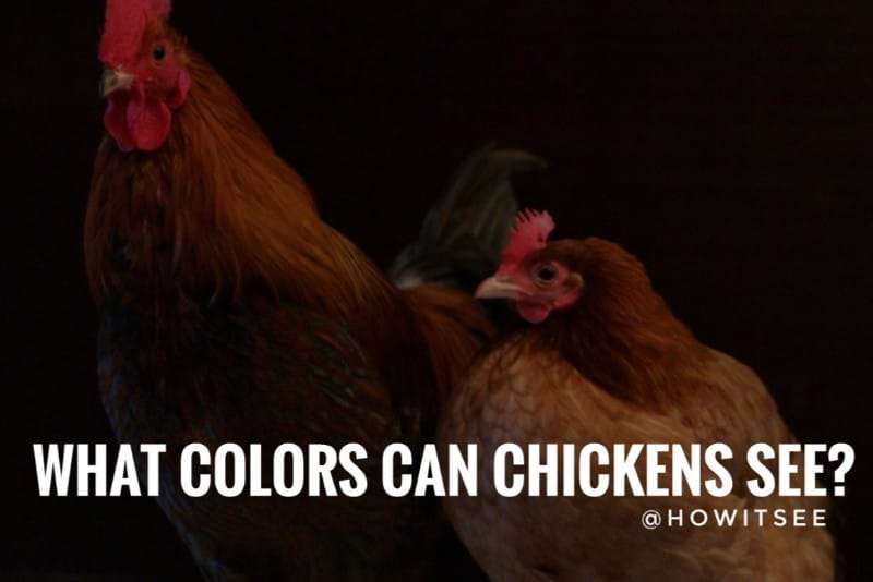 what colors can chickens see