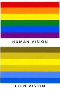 Are Lions Colorblind or Do they see colors? Lion Vision vs Human Vision ...