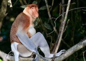 Proboscis-Monkey