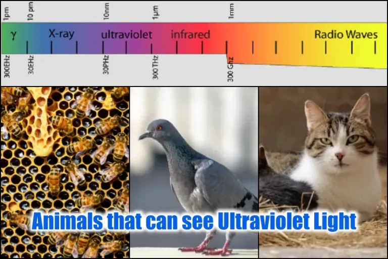 Animals that can see Ultraviolet Light