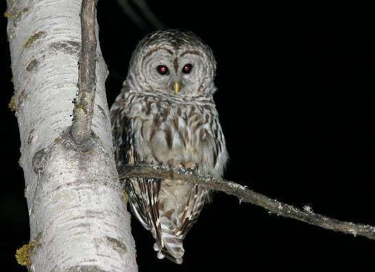 Owls Night Vision