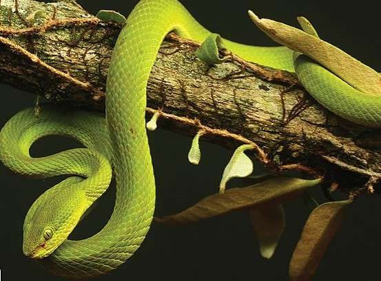 (2023) Top 10 Animals with Best Night Vision (Eyesight) - HowitSee