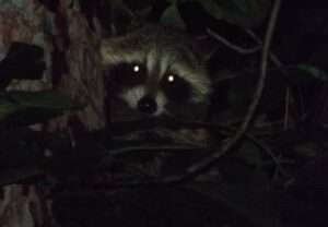(2023) Top 10 Animals with Best Night Vision (Eyesight) - HowitSee