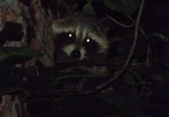 Raccoons Night Vision