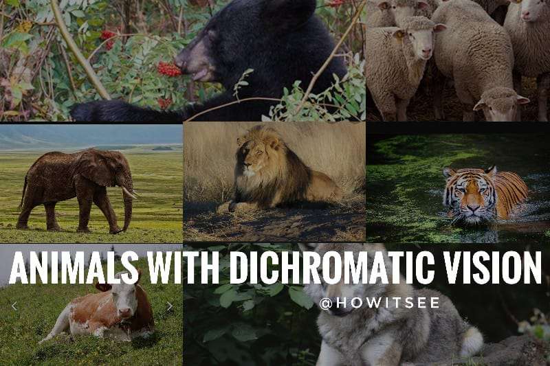 Animals with Dichromatic Vision (Dichromacy)