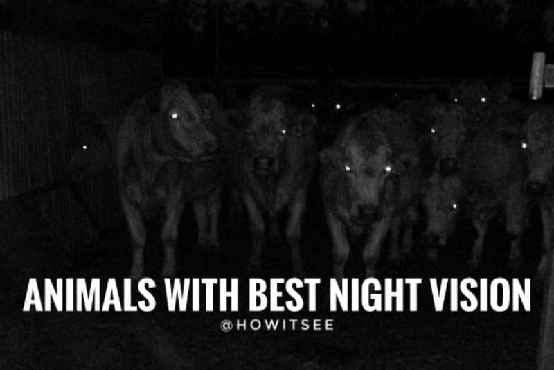 2023) Top 10 Animals with Best Night Vision (Eyesight) -