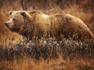 Brown Bear (Grizzly bear)