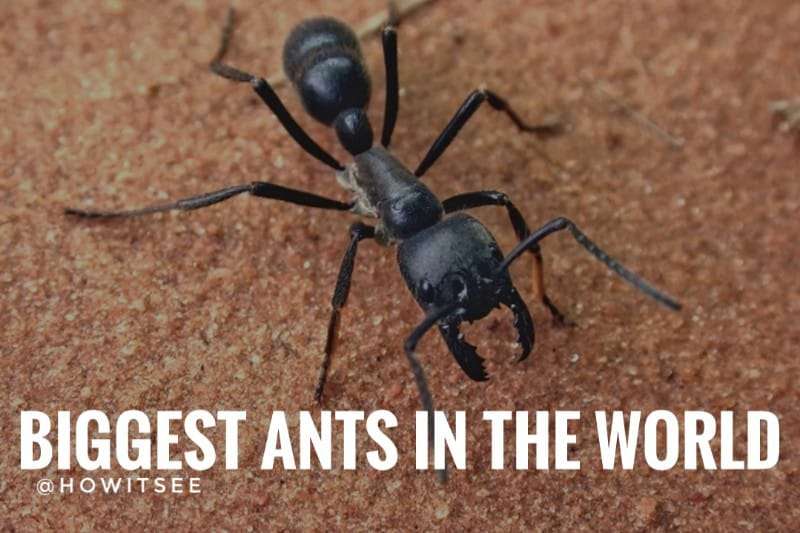 Biggest Ants in the World (Largest Ants)