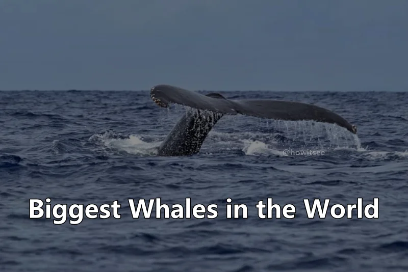 Biggest Whale