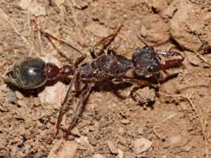 Giant Bull Ant