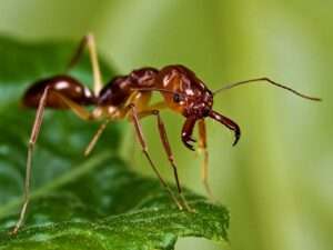 Trap-Jaw Ants