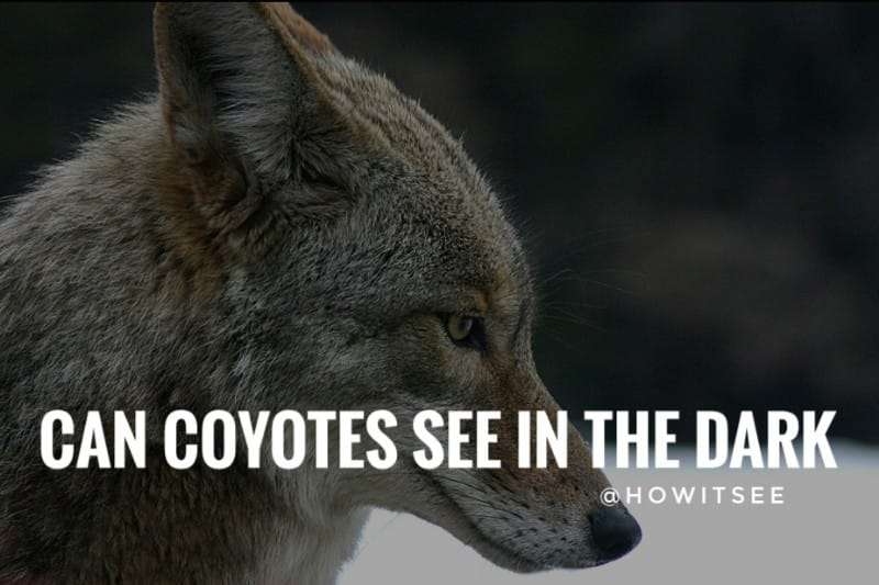 Can Coyotes see in the Dark