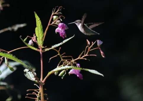 Hummingbird Night Vision