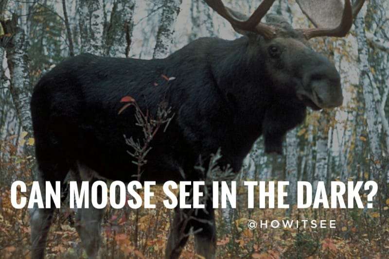 Can Moose see in the Dark