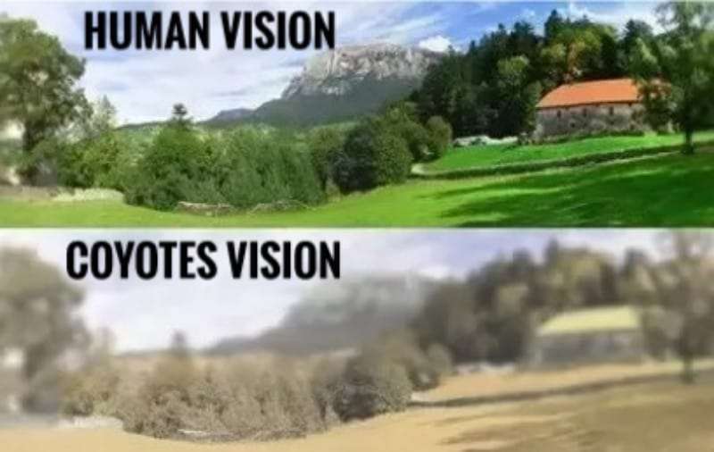 Human Vision vs Coyotes Vision