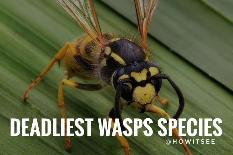 Dangerous Wasps in the world