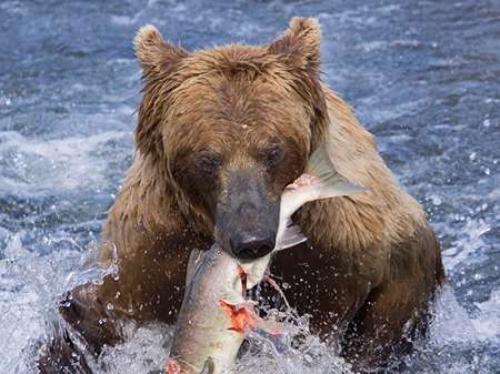 Grizzly bears food