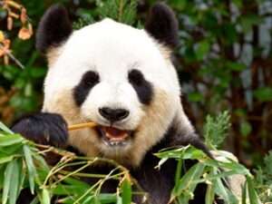 Panda Bear Food