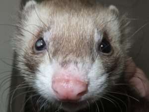 Common eye diseases in ferrets