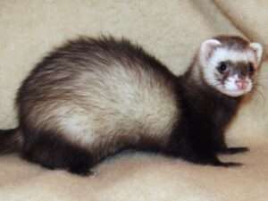 What colors do Ferrets see