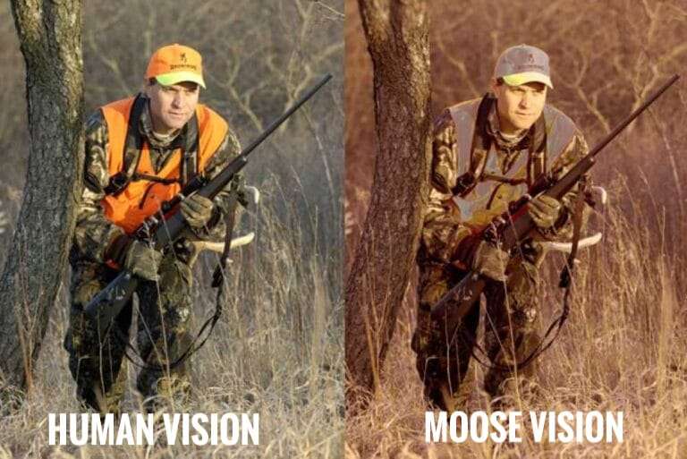 Human Vision vs Moose Vision