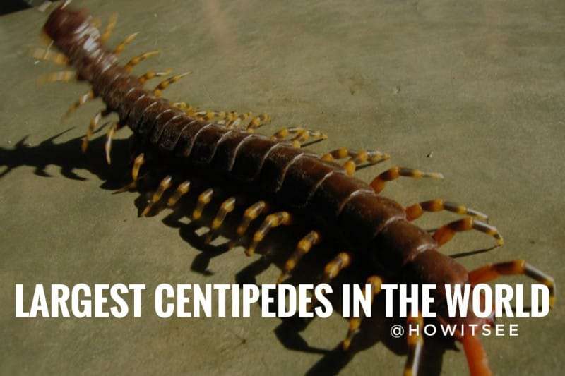 Largest Centipedes in the world (Biggest Centipede)