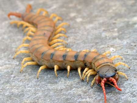 Mediterranean-banded-centipede