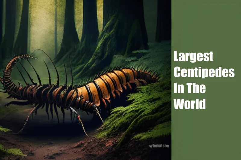 Largest Centipedes