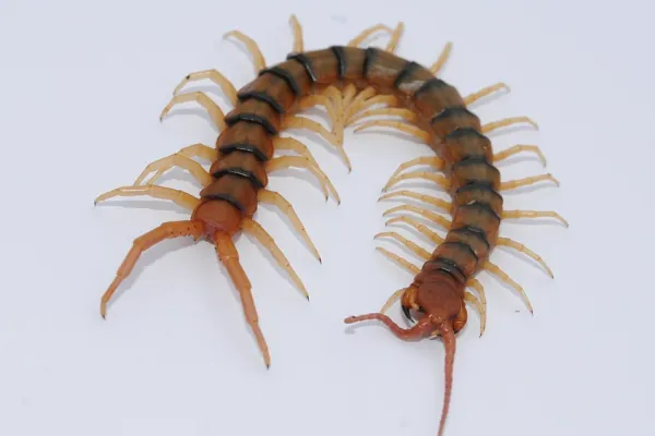 Banded Desert Centipede