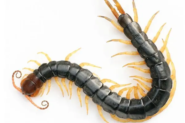 chinese redheaded centipede