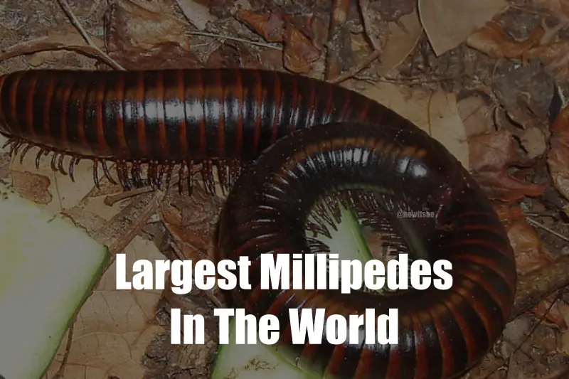 Largest Millipedes