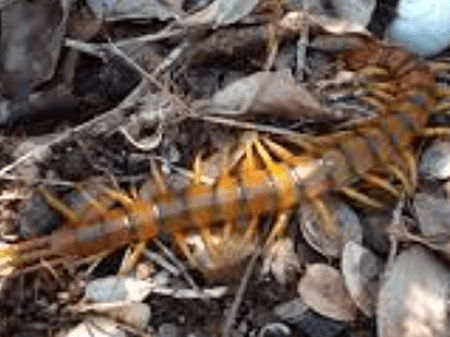 Haitian Giant Centipede