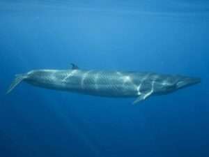 Bryde’s Whale