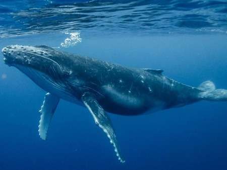 Humpback Whale