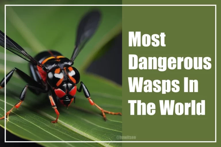 Most Dangerous Wasps