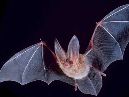 Bats Keystone species