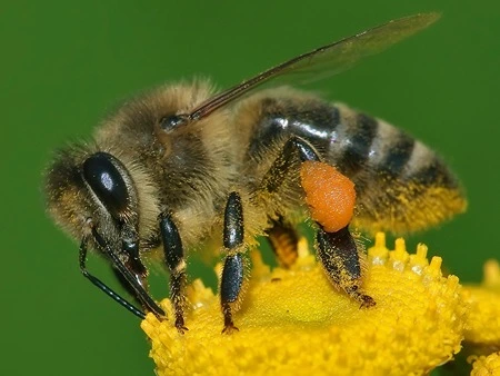 Bees Keystone species