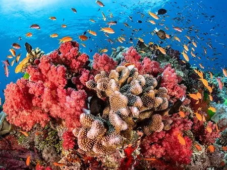 Coral Keystone species