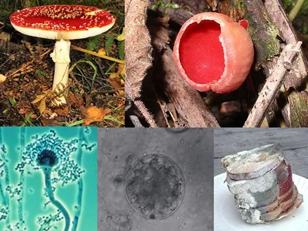 Fungi Keystone species