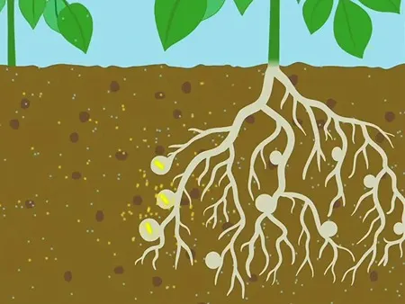 Nitrogen-Fixing microorganisms Keystone species