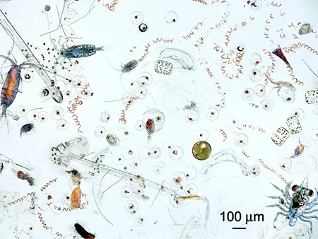 Plankton Keystone species