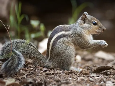 Squirrels Keystone species