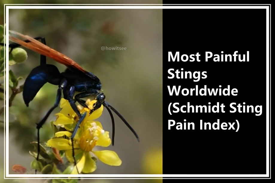 Most Painful Stings Worldwide