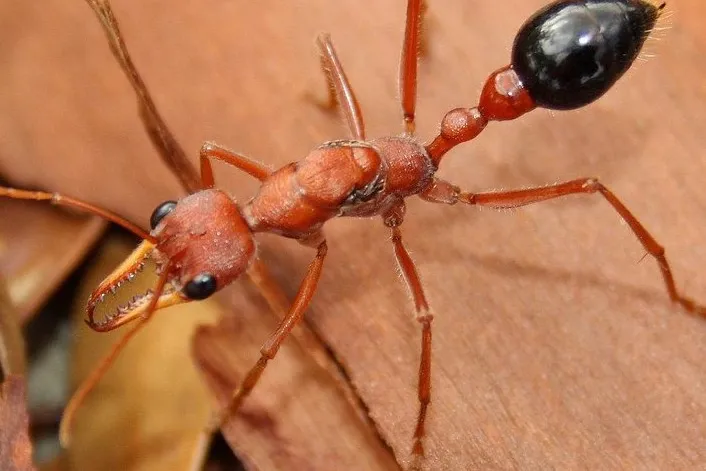 Bulldog Ant