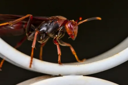 Metricus Paper Wasp
